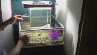 instalación acuario invertido central 360° grados  open bottom fish tank ● todoinventostv 4 [upl. by Ayatnohs]