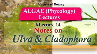 Lecture 14  Ulva and Cladophora Life Cycle Chlorophyceae  Algae Lecture Notes [upl. by Ytsirhk]