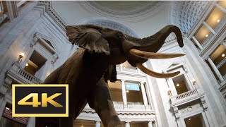 Natural History Museum New Dinosaur Exhibit Walking Tour in 4K  Washington DC [upl. by Faria]