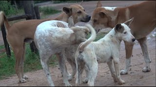 Mating season Female and male Dogs meet each other [upl. by Yurik]