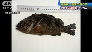 規制値2540倍のセシウム 福島第一原発内の港の魚（130119） [upl. by Ashil663]