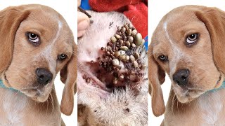 How to remove ticks form dog  Tick removal from dog 7 [upl. by Mailliw319]