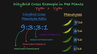 Dihybrid Cross Explained [upl. by Clarhe]