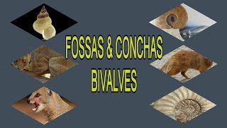 FOSSAS amp CONCHAS BIVALVES [upl. by Enirehtak]