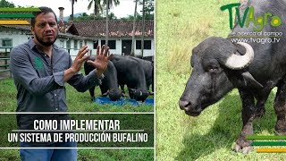 Como implementar un Sistema de Producción Bufalino  TvAgro por Juan Gonzalo Angel [upl. by Lirrehs172]