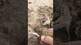 pheasant bird chicks season partridge bird babies shorts [upl. by Tito]