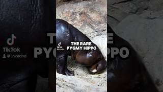 The Rare Pygmy Hippo pygmyhippo endangered animalfacts wildlife [upl. by Adis]