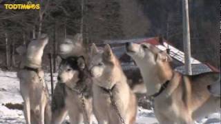 TodtmoosSchwarzwald SchlittenhundeTraining [upl. by Herahab]