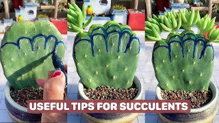 Useful Tips for Your Succulents  Part 17  多肉植物  다육이들  Suculentas [upl. by Nelleeus407]