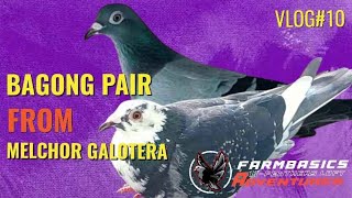 BAGONG PAIR FROM SIR MELCHOR GALOTERA VLOG NO10 [upl. by Suivatna186]