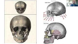 Your Jaws TMJs Airway and Tongue Presentation [upl. by Eveline112]