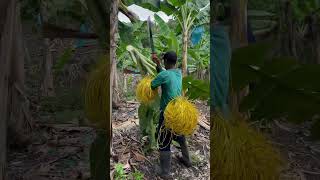 AGRICULTURA SUSTENTABLE  AGRICORP SAS plátanocolombiano GlobalGAPV6 urabá agricultura [upl. by Woodson]