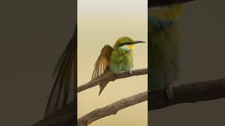 Swallowtailed beeeater shorts birds birdwatching safari [upl. by Enoob]