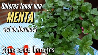 Como Cuidar bien de una Planta de MENTA  Beneficios de la MENTA [upl. by Hussey]