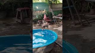 Why today me so cool animals shorts youtubeshorts youtube viralvideo [upl. by Rad744]