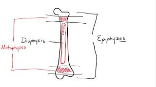 Chapter 6 Osseous Tissue [upl. by Ambrose]