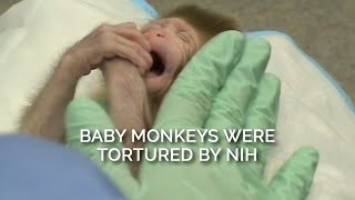 Baby Monkeys Were Tortured by NIH [upl. by Schulz989]