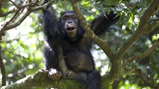 Chimps Team Up to Hunt Monkeys  BBC Earth [upl. by Akeem]