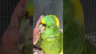 My Parrot Is So Relaxed [upl. by Johns]