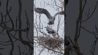 Blue Herons  Mating In Snow [upl. by Adriane]