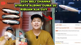 2024 Beli channa striata albino mata merahh di warunk channa‼️ [upl. by Itsyrc410]