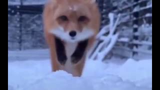 Stunning Slow Motion Red Fox Snow Dive  Tik Tok China  Douyin [upl. by Atsedom]