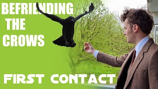 Befriending the Crows  Part 1 First Contact [upl. by Tufts]