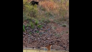 Tigress amp Sloth Bear  Tadoba [upl. by Nnylrac781]