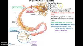 Human Anatomy Chapter 16 Nervous Tissue [upl. by Sosanna]