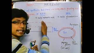 Penicillin mode of action cell wall biosynthesis inhibitors [upl. by Irene]