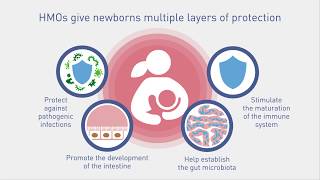 The Benefits of Human Milk Oligosaccharides HMO on Immunity [upl. by Einnos]