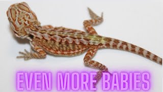 TONS OF BABY LIZARDS AND TURTLES [upl. by Ennoryt12]