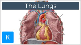 Lungs Definition Location amp Structure  Human Anatomy  Kenhub [upl. by Aehs]