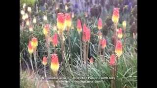 Kniphofia uvaria Red Hot PokerTorch LilyTritoma [upl. by Ayifas525]