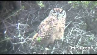 Lesser Horned Owl [upl. by Thierry]