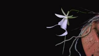 Ghost Orchid Time Lapse  Dendrophylax lindenii quotPrems Hobgoblinquot [upl. by Delfine]