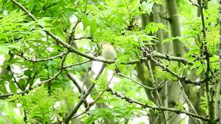 Singing Iberian Chiffchaff Pilling Lane Ends [upl. by Isabelle782]