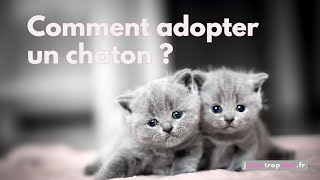 Comment Adopter un Chaton et ce quil Faut Préparer pour Bien lAccueillir [upl. by Nnylhtak]