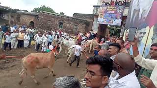 Bail Pola Maharashtra बैल पोळा शेतकऱ्याचा पारंपारिक सन 🧑🏻‍🌾🐂bailgadasharyat maharashtra shorts [upl. by Berke]