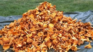 How to find 20 kg chanterelles in a day Lets follow the Chanterelle king for a day [upl. by Ulises]