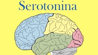 Serotonina [upl. by Zoa]