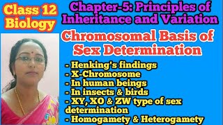 Chromosomal basis of sex determination  Class 12 Biology  NEET Biology [upl. by Nananne]