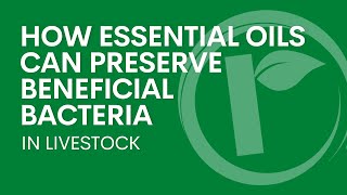 How Essential Oils Can Preserve Beneficial Bacteria in Livestock  Ralco [upl. by Delbert]