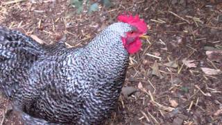 barred rock rooster doing hen [upl. by Eymaj130]