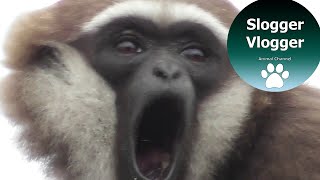 Close Up Gibbon With Its Amazing 100 Decibel Voice [upl. by Aurelius]