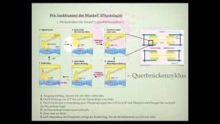 Wie ist der Muskel aufgebaut [upl. by Nosdivad]