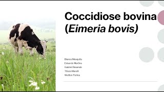 Eimeria Bovis  Coccidioce Bovina [upl. by Mitchael]