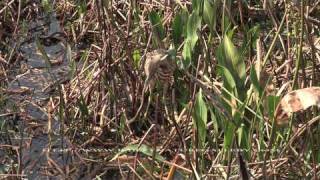 American Bittern Eating Snake [upl. by Avevoneg]