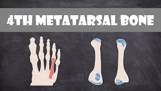 4th Metatarsal Bone  Anatomy [upl. by Devona108]