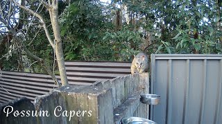 Male Brushtail Possum Returns Home Late [upl. by Eidolem]